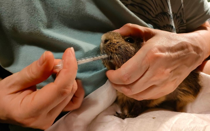 Zbiórka Na ratunek Kapi - zdjęcie główne