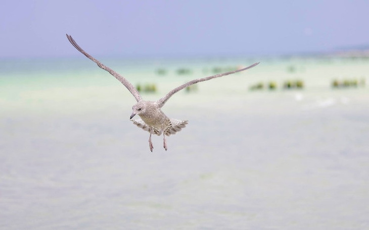Mewa w locie nad morzem, piękne tło z wodą i niebem.