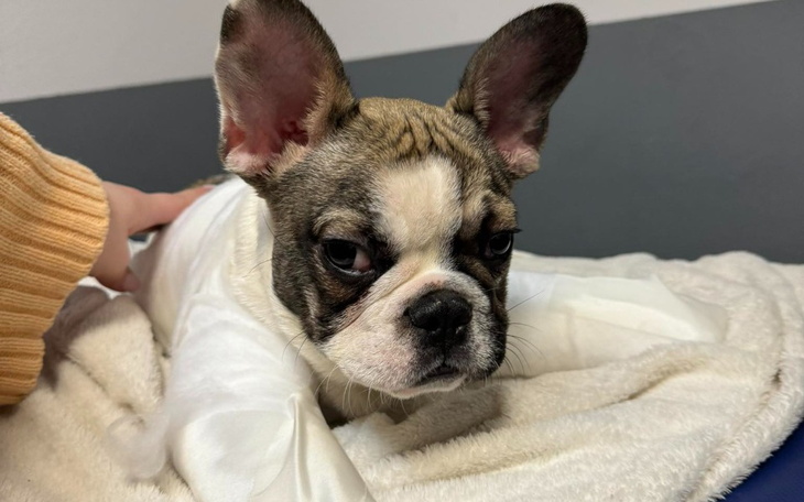 Smutny piesek w bandażach, leżący na miękkim kocu.