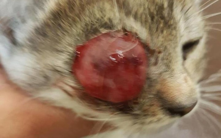 Zbiórka Zbiórka na oczko Kruszynki - zdjęcie główne