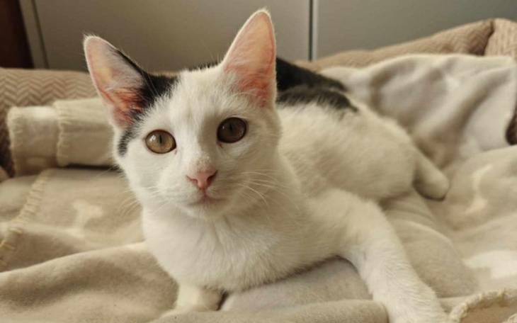 Zbiórka Uratuj ze mną kotkę Lili - zdjęcie główne