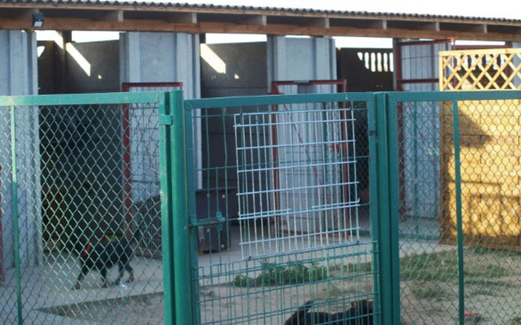 Zbiórka Remont Cztery Łapy Żychlin - zdjęcie główne