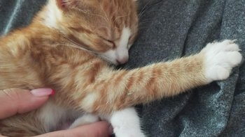 Zbiórka Operacja Elusia - miniaturka zdjęcia