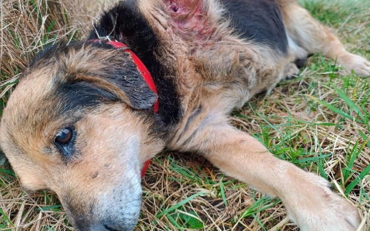 Chory pies leżący na trawie.