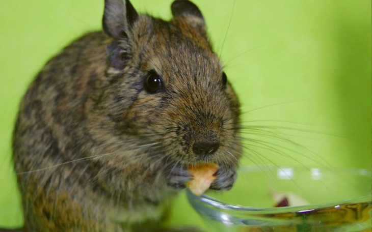 Zbiórka Wsparcie koszatniczkowych DT - zdjęcie główne