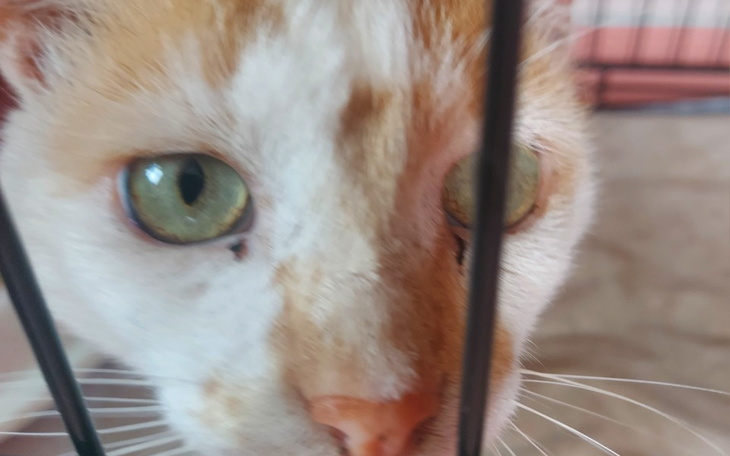 Zbiórka Dermatolog bezdomniaka - zdjęcie główne