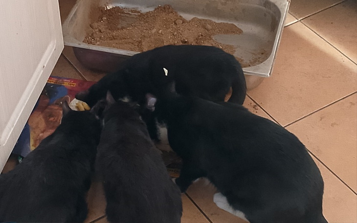 Zbiórka Dla zwierząt pożyczonych - zdjęcie główne