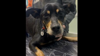 Zbiórka Puzel walczy o życie! - miniaturka zdjęcia