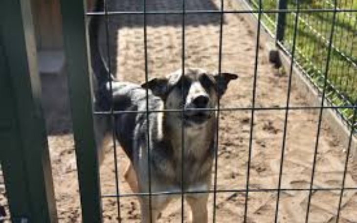 Zbiórka zbieram dla schronisk. - zdjęcie główne