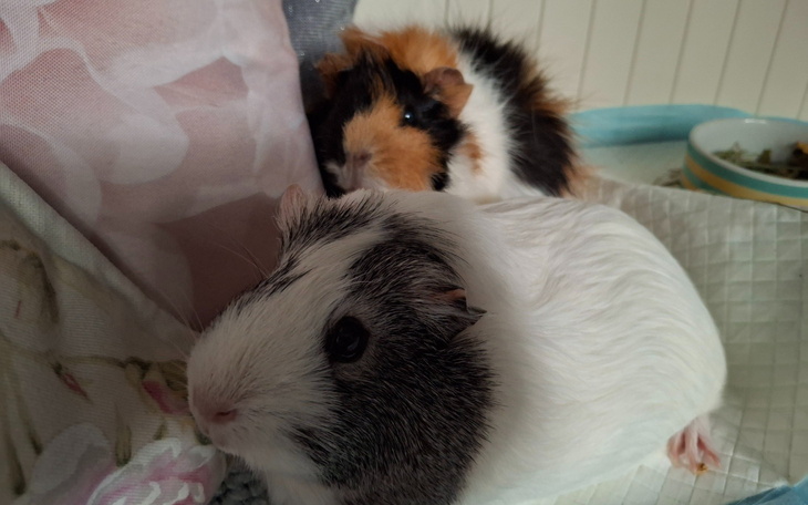 Dwie świnki morskie odpoczywające na poduszce.