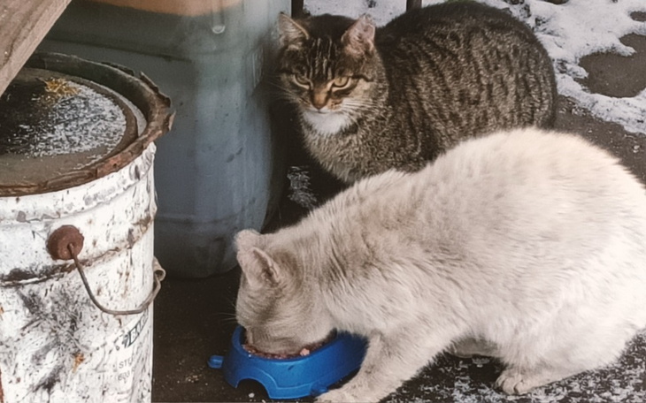 Dwa koty jedzące z miski, jeden szary, drugi biały, w zimowym otoczeniu.