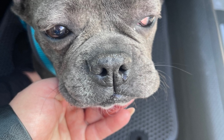 Zbiórka FundacjaPsieMarzeniaŻelka - zdjęcie główne