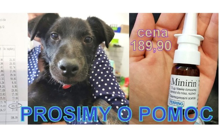 Zbiórka na zakup leków dla pieska Dżambo - zdjęcie główne