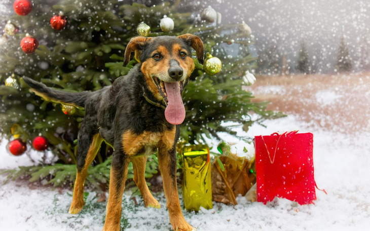Zbiórka GWIAZDKA dla KORKA - zdjęcie główne