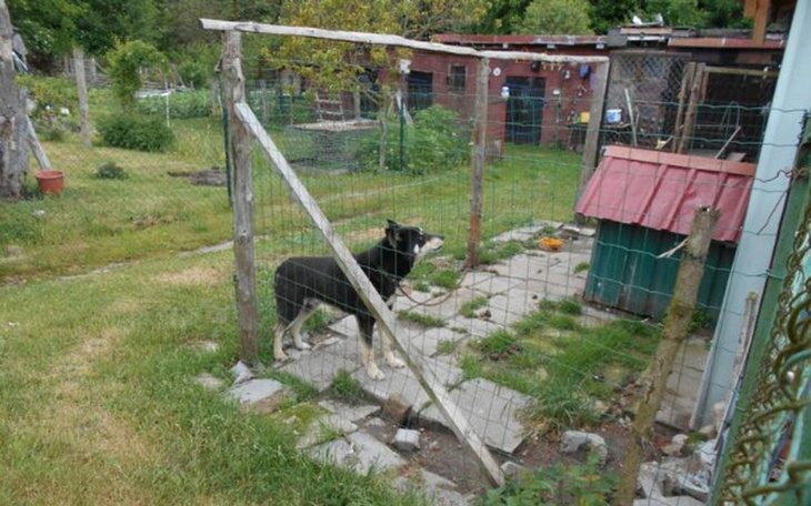 Zbiórka Zbiórka na karmę do schronisk - zdjęcie główne