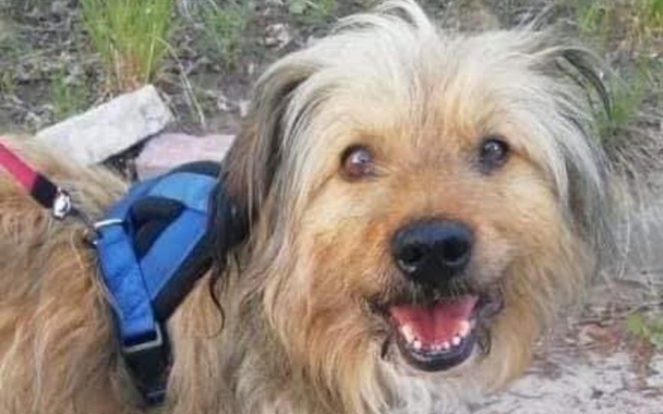 Zbiórka Operacja dla pupilka - zdjęcie główne