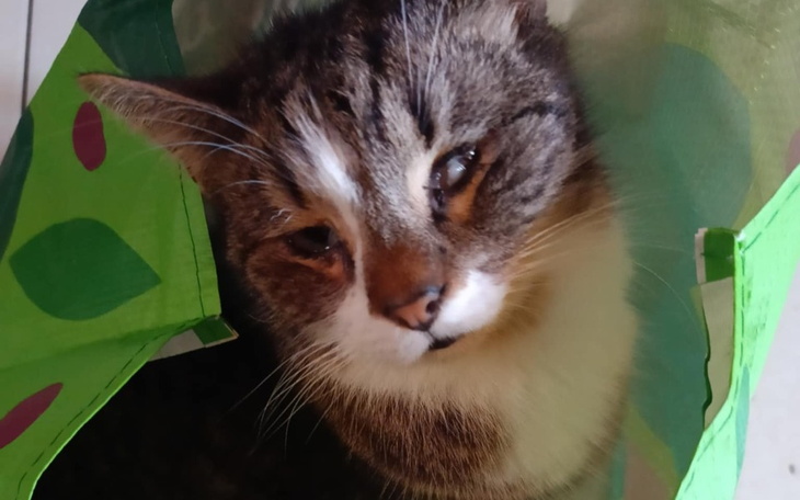 Kot w torbie, wyglądający na zadowolonego.