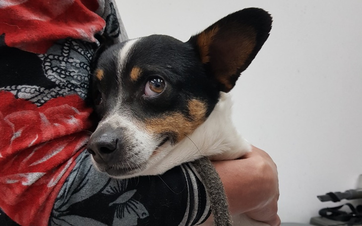 Zbiórka Tuptuś u doktora - zdjęcie główne