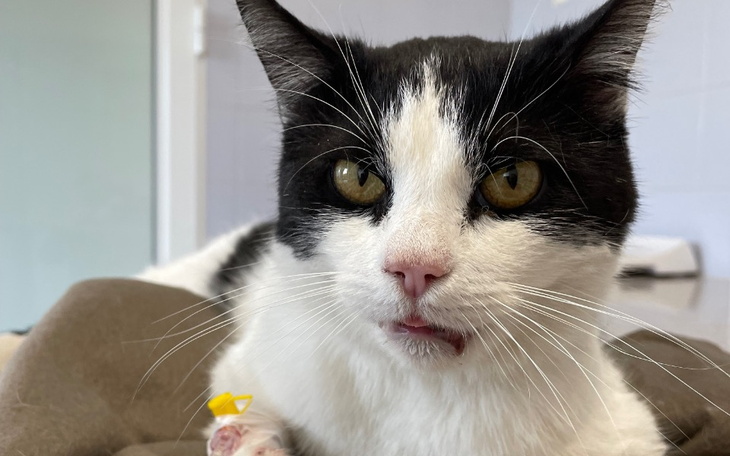 Zbiórka Na operacje i leczenie Milusia - zdjęcie główne