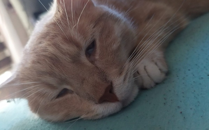 Zbiórka Ratunek dla Petita - zdjęcie główne