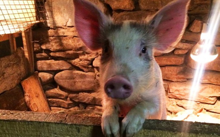 Zbiórka Ghebi - the works go on - zdjęcie główne