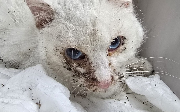 Czarny pies śpiący na kocu, z obrożą i smyczą.