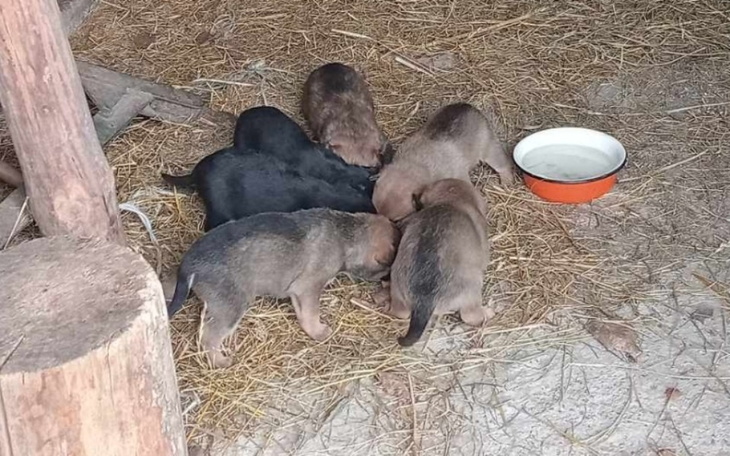 Zbiórka Szczeniaki z szopy - zdjęcie główne