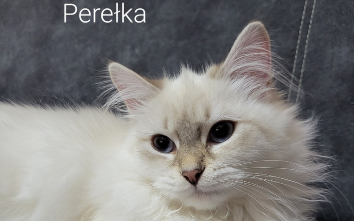 Zbiórka koteczka Perełka - zdjęcie główne