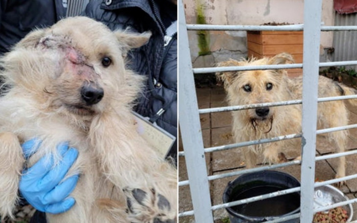 Zbiórka Do shroniska na karmę dla psów - zdjęcie główne