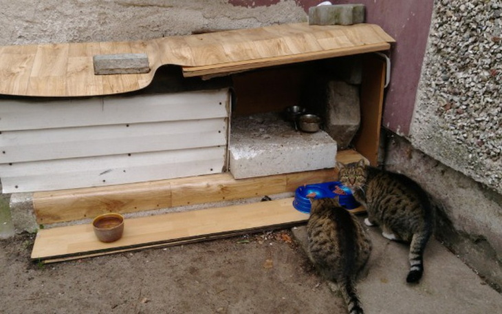 Zbiórka Ocieplana buda dla kotów - zdjęcie główne