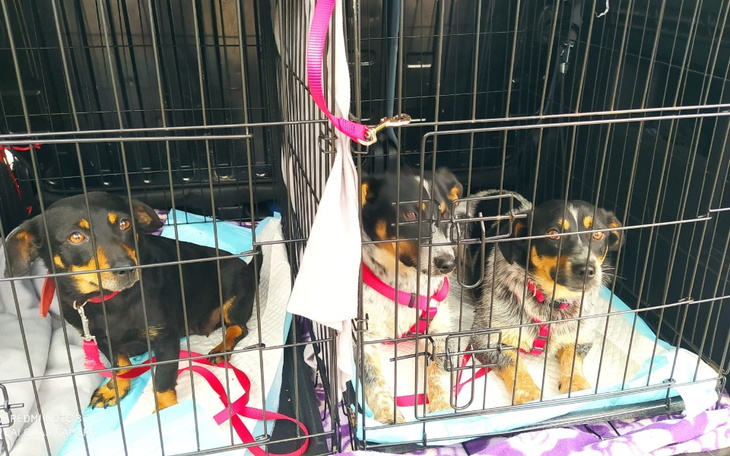 Zbiórka Pomóżmy dojechać im do Domu - zdjęcie główne