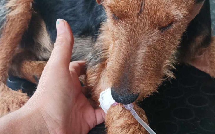 Zbiórka Parawiroza Pimpka - zdjęcie główne