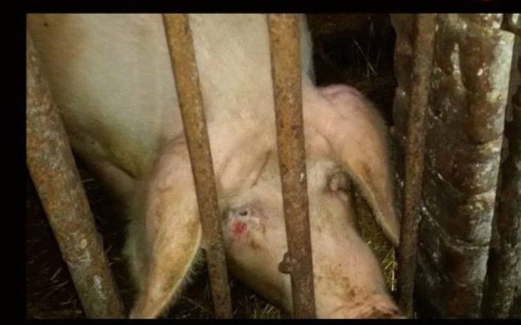 Świnia w zagrodzie, z widocznymi metalowymi prętami.