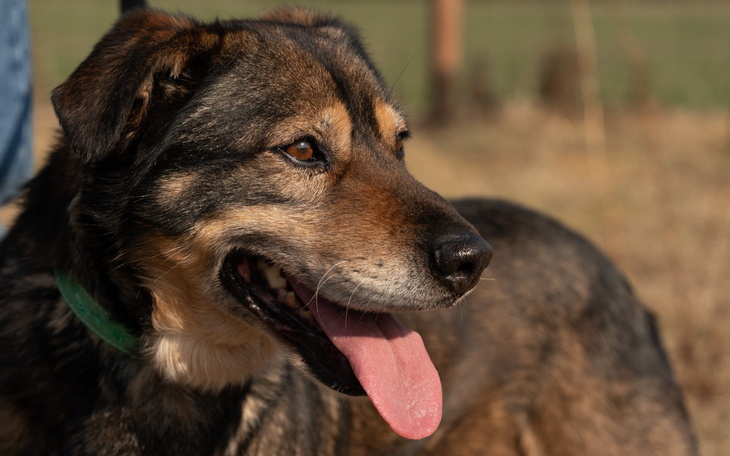 Pies z otwartą paszczą, wyglądający na szczęśliwego.