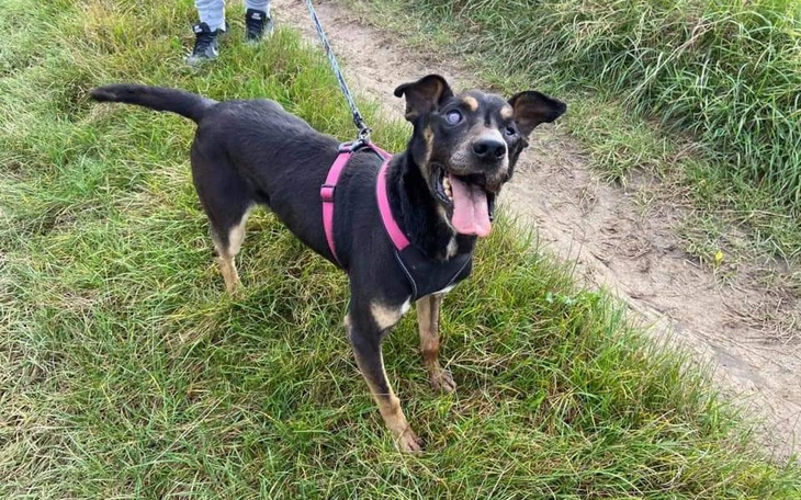 Zbiórka Pomóżmy Dunajowi - zdjęcie główne