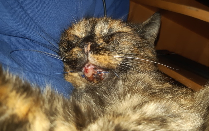 Kotka z raną na pyszczku, odpoczywa w ramionach opiekuna.