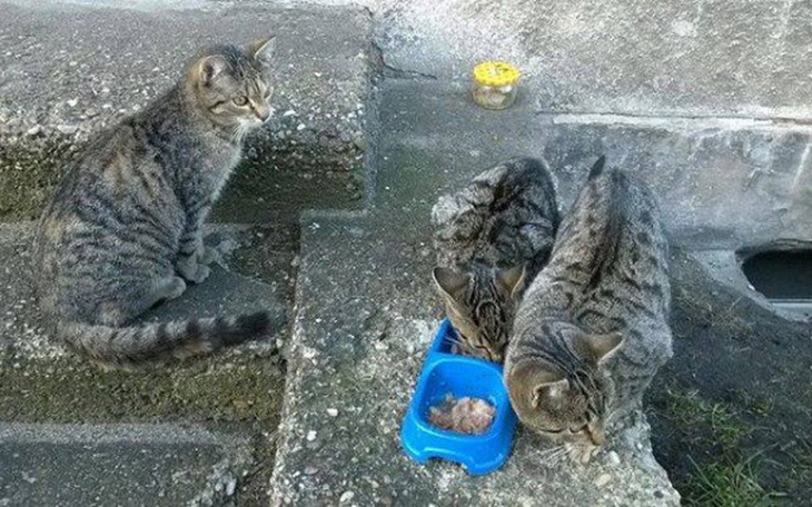 Trzy koty jedzące z miski na schodach.