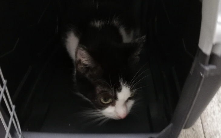 Zbiórka Wizyta Majorki, kontrola Pchełki - zdjęcie główne