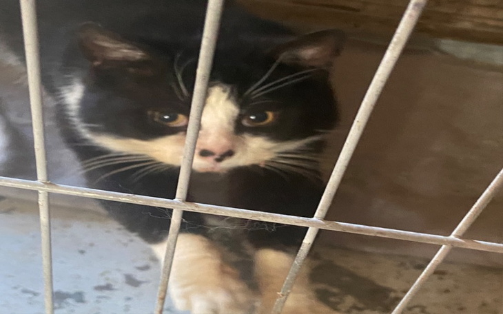 Zbiórka Wiejskie Koty - zdjęcie główne