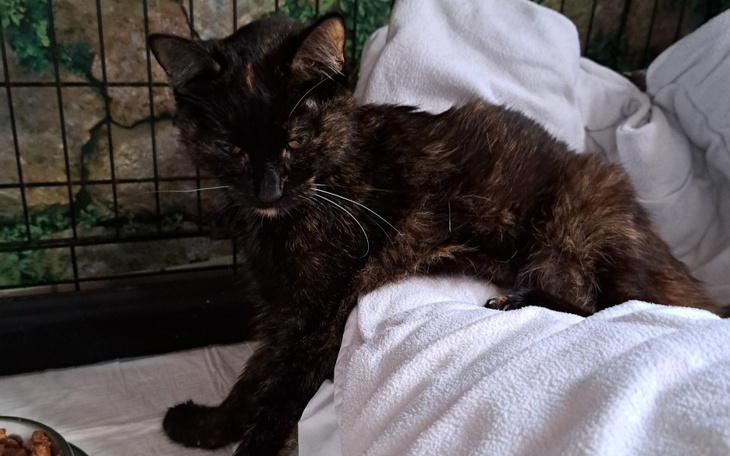 Czarny kot odpoczywa na białym kocu w klatce.