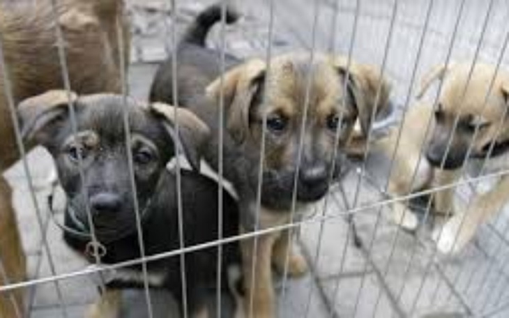 Zbiórka .Schronisko. - zdjęcie główne