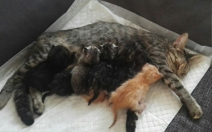 Zbiórka Gdy śmierć jest szybsza od nas - zdjęcie główne