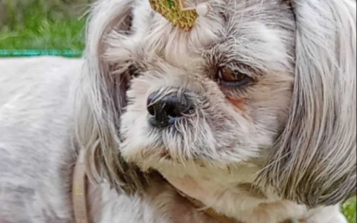 Zbiórka Leczenie Mufinki - zdjęcie główne