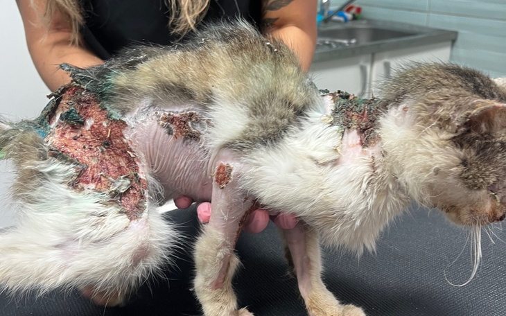 Chory kot z ranami, potrzebujący pomocy weterynaryjnej.