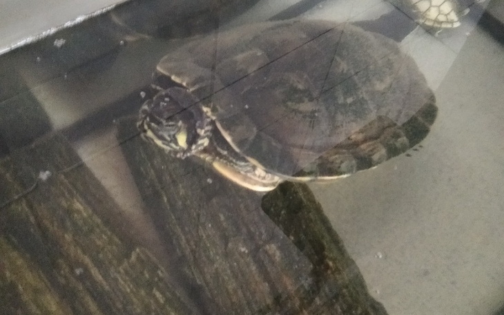 Zbiórka dla żółwia na nowe akwarium - zdjęcie główne