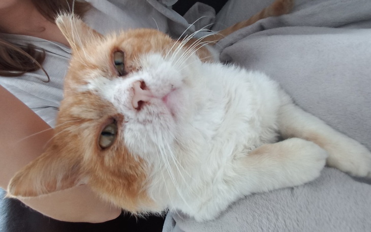 Zbiórka Zbiórka na operację dla kota. - zdjęcie główne