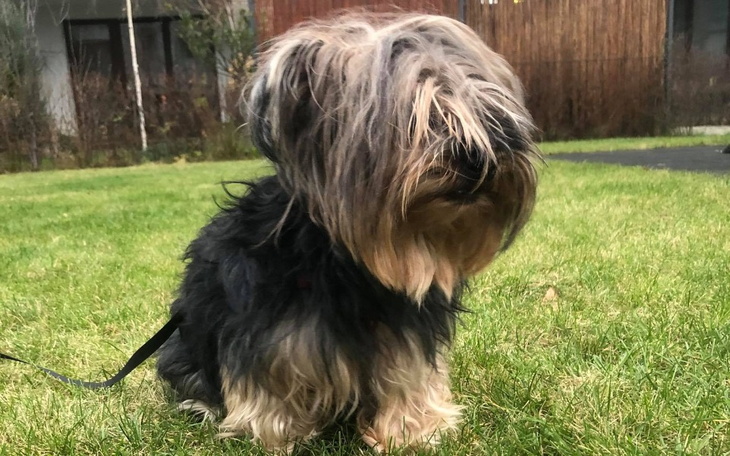 Zbiórka Operacja i leczenie Diany - zdjęcie główne