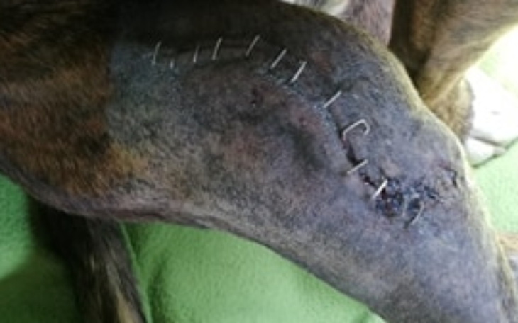 Zbiórka Operacja Hacz - zdjęcie główne