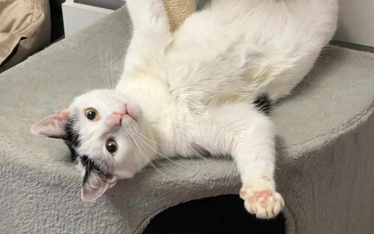 Zbiórka Żwirek dla tymczasów - zdjęcie główne