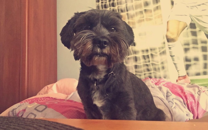 Zbiórka Potrącony piesek-pilna operacja - zdjęcie główne